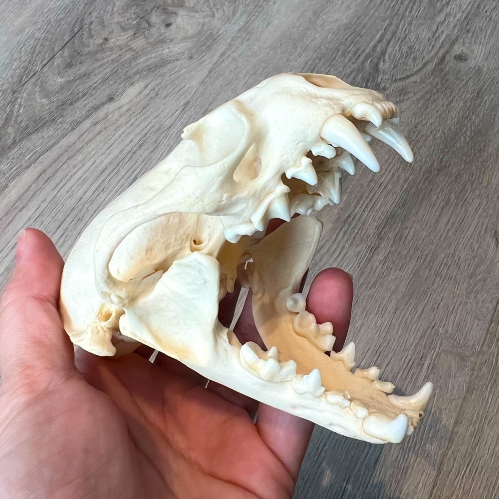 DARWIN and WALLACE | Cat Skull | Cast Replica